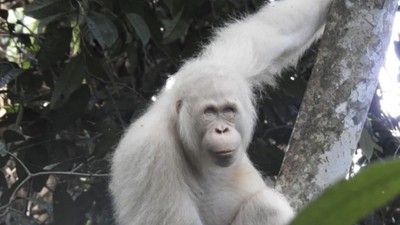 Kisah Alba dari Kalimantan: Satu-satunya Orangutan Albino di Dunia