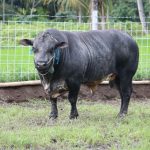 Sapi Gama Ditetapkan Pemerintah sebagai Rumpun Baru Sapi Pedaging