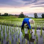Hilirisasi Pertanian Kunci Kesejahteraan Petani