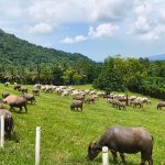 Indonesia Negara Agraris, Kenapa Begitu Sulit Mewujudkan Swasembada Daging Sapi?