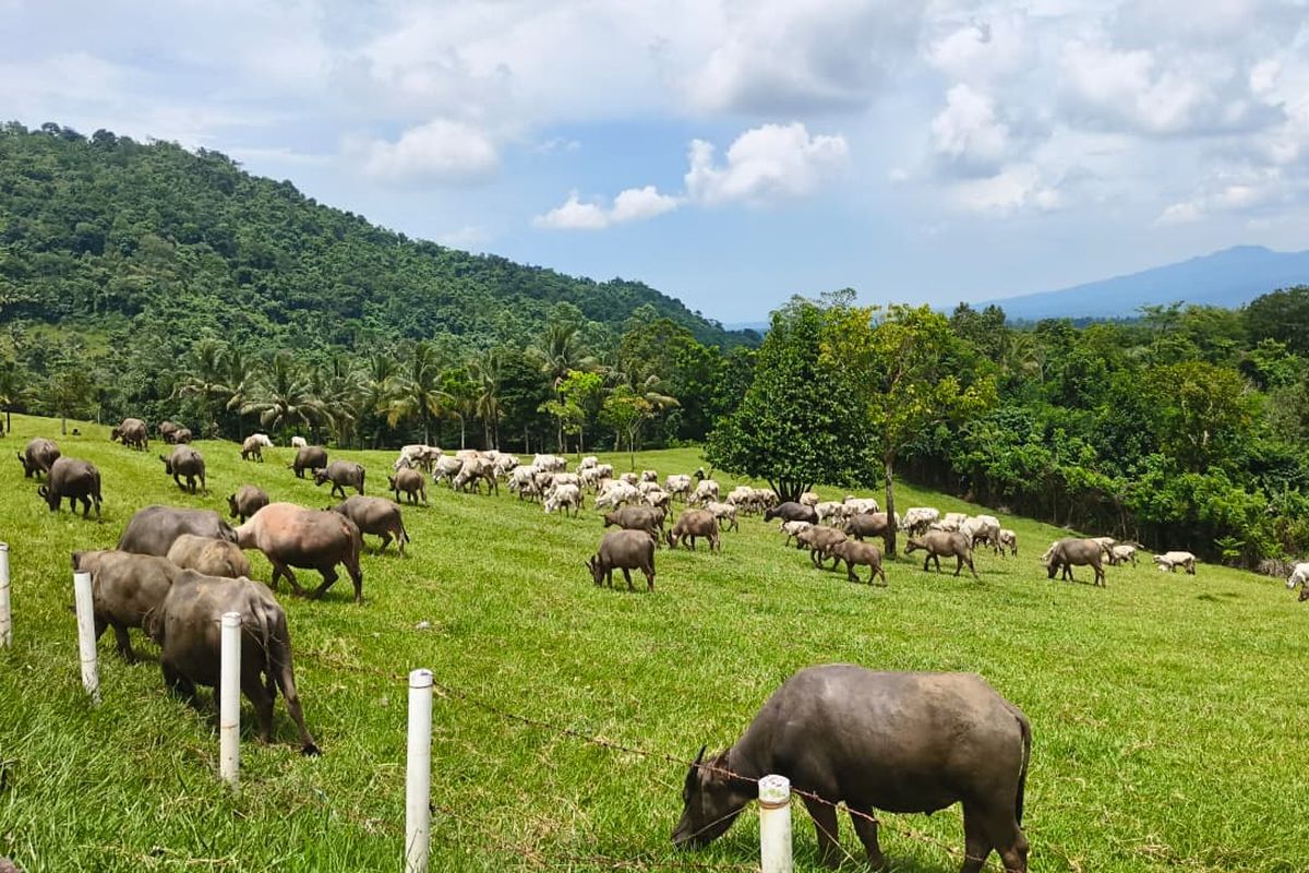 Indonesia Negara Agraris, Kenapa Begitu Sulit Mewujudkan Swasembada Daging Sapi?