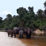 Daftar Spesies yang Terancam Punah dan Dilindungi di Hutan Tesso Nilo Riau