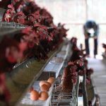 Groundbreaking Peternakan Ayam Rakyat Rp20 T Dimulai Pekan Depan