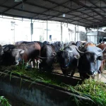 Satgas Saber Jaga Stabilitas Harga Daging Sapi Ditingkat RPH