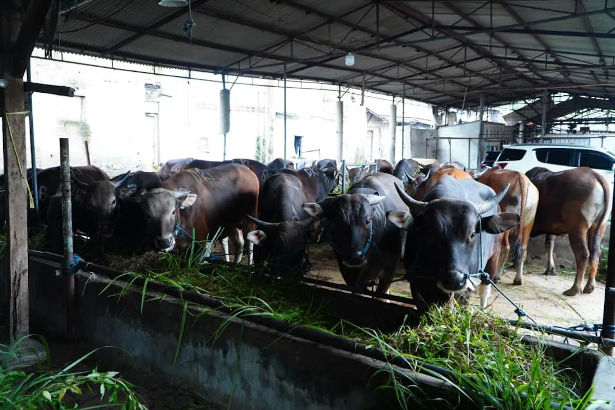 Satgas Saber Jaga Stabilitas Harga Daging Sapi Ditingkat RPH
